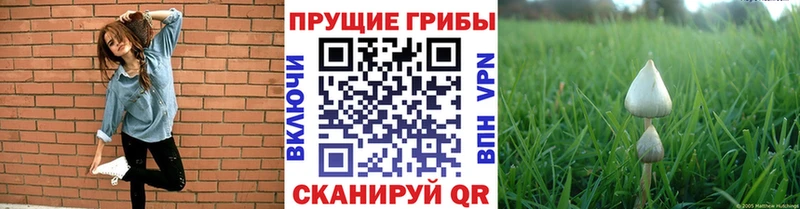 Купить  Бийск  Галлюциногенные грибы мухоморы 